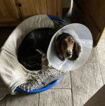 Un Basselier allongé dans un panier et portant un carcan