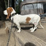 Profil d'un Basselier tenu en laisse