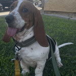 Un Basselier tirant la langue et qui est tenu  en laisse 