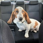 Un Basselier assis sur le siège d'une voiture et portant un collier autour du cou