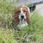 Un Basselier sur une surface herbacée et regardant vers la caméra