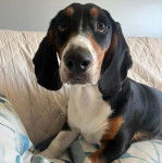 Un Basselier allongé sur un canapé 
