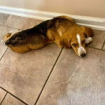 Un Basselier allongé sur un sol carrelé et semblant détendu 