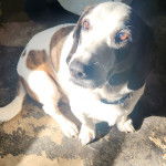 Un Basselier assis et portant un collier autour du cou