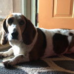 Un Basselier allongé sur un tapis 