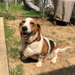Un Basselier assis sur un sol sableux et portant un collier autour du cou