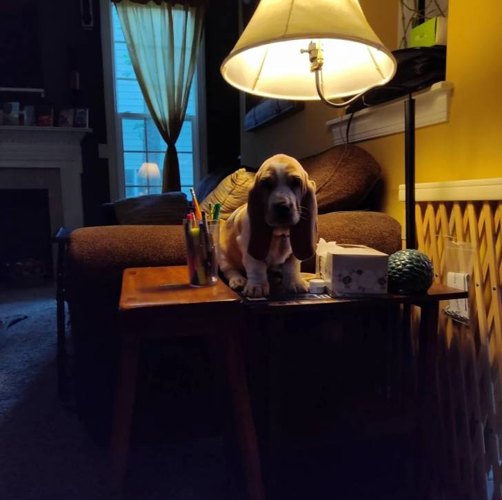 Un Basselier assis sur une table et regardant vers la caméra 