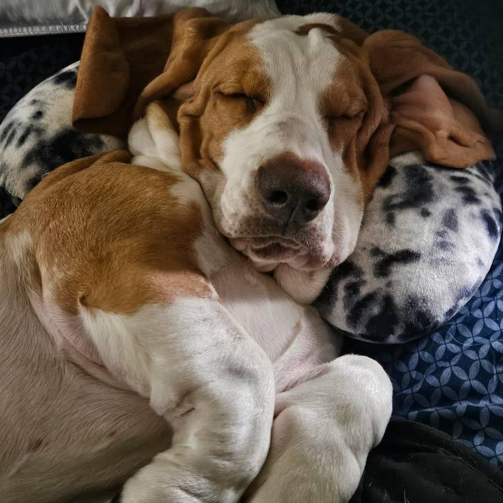 Un Basselier allongé sur un lit et semblant dormir 