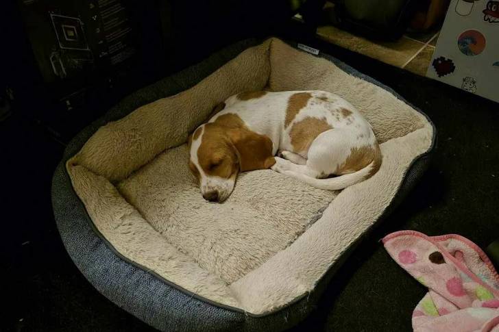 Un Basselier allongé dans un panier et semblant dormir 