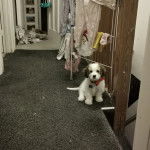 Un Cavachon assis sur une moquette et portant un collier autour du cou