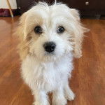 Un Cavachon sur un plancher et regardant vers la caméra 