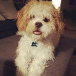 Un Cavachon allongé sur un canapé tirant la langue et portant un collier autour du cou