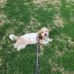 Un Cavachon allongé sur une surface herbace et qui est tenu en laisse