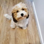 Un Cavachon assis sur un plancher