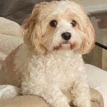 Un Cavachon allongé sur un canapé et semblant détendu  