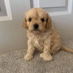 Un Cavachon assis devant une porte et regardant vers la caméra 