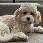 Un Cavachon allongé sur un canapé et portant un collier autour du cou