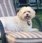 Un Cavachon tirant la langue et portant un collier autour du cou