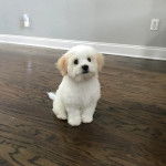 Un Cavachon assis sur un plancher
