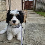 Un Cavachon assis sur une surface bétonnée et qui est tenu en laisse 