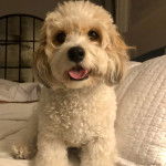 Un Cavachon assis sur un lit et tirant la langue 