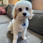 Un Cavachon assis sur un canapé et portant un collier autour du cou