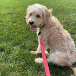 Un Cavachon tirant la langue et qui est tenu en laisse 