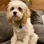 Un Cavachon assis sur un canapé et portant un collier autour du cou 