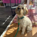 Un Cavachon assis sur un plancher et qui est tenu en laisse 