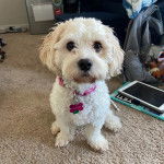 Un Cavachon assis sur une moquette et portant un collier autour du cou