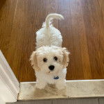 Un Cavachon sur un plancher et portant un collier autour du cou