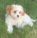 Un Cavachon allongé sur un terrain herbeux et portant un collier autour du cou