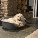 Un Cavachon allongé dans un panier et regardant vers la caméra 