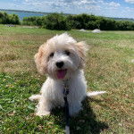 Un Cavachon tirant la langue et qui est tenu en laisse 
