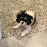 Un Cavachon allongé sur un tapis et regardant la caméra 