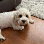 Un Cavachon allongé sur un plancher et regardant vers la caméra 