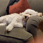 Un Cavachon allongé sur un canapé et semblant dormir