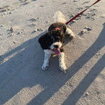 Un Cavachon allongé sur une surface sableuse et qui est tenu en laisse 