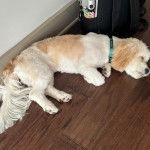 Un Cavachon allongé sur un plancher et portant un collier autour du cou