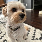 Un Cavachon assis sur un tapis et portant un collier autour du cou