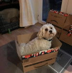 Un Cavachon assis dans un carton et portant un collier autour du cou