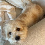 Un Cavachon allongé sur un canapé et regardant vers la caméra 