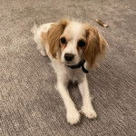 Un Cavachon allongé sur une moquette et portant un collier autour du cou