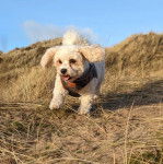 Un Cavachon courant sur une surface herbacée et portant un harnais 