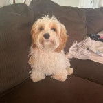 Un Cavachon assis sur un canapé 