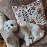 Un Cavachon allongé sur un canapé et semblant détendu 