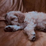 Un Cavachon allongé sur un canapé et semblant dormir