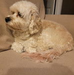 Un Cavachon allongé sur un canapé et portant une chaîne autour du cou 