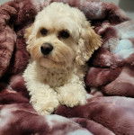 Un Cavachon allongé et semblant détendu