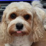 Un Cavachon regardant vers la caméra